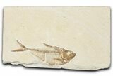 Detailed Fossil Fish (Diplomystus) - Wyoming #354063-1
